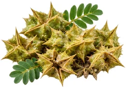 King's Secret — Gokshura extract