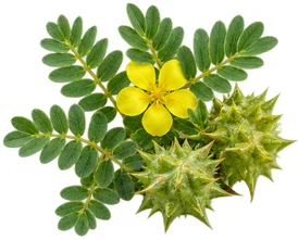 King's Secret — Tribulus terrestris extract